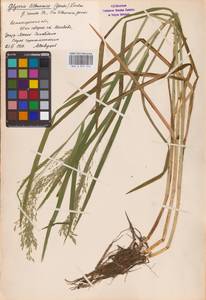 Glyceria lithuanica (Gorski) Gorski, Eastern Europe, North-Western region (E2) (Russia)