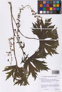 Aconitum septentrionale Koelle, Eastern Europe, Central region (E4) (Russia)
