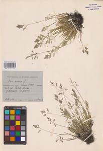 Poa annua L., Eastern Europe, Northern region (E1) (Russia)