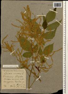 Aruncus dioicus var. kamtschaticus (Maxim.) Hara, Caucasus, Georgia (K4) (Georgia)