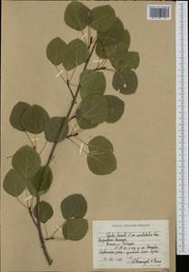 Populus tremula L., Siberia, Chukotka & Kamchatka (S7) (Russia)