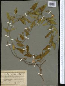 Convolvulus arvensis L., Middle Asia, Pamir & Pamiro-Alai (M2) (Tajikistan)