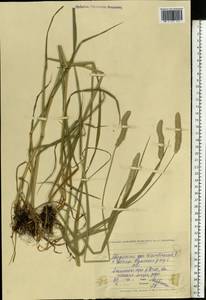 Alopecurus arundinaceus Poir., Eastern Europe, North Ukrainian region (E11) (Ukraine)