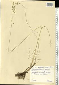Poa angustifolia L., Eastern Europe, South Ukrainian region (E12) (Ukraine)