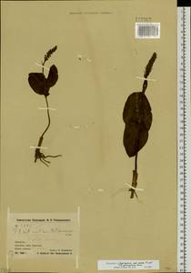 Platanthera chorisiana (Cham.) Rchb.f., Siberia, Chukotka & Kamchatka (S7) (Russia)