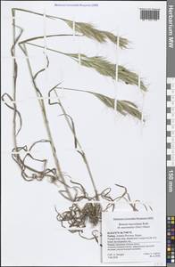 Bromus lanceolatus Roth, South Asia, South Asia (Asia outside ex-Soviet states and Mongolia) (ASIA) (Turkey)