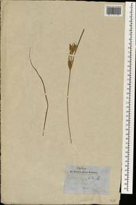 Cyperus esculentus L., South Asia, South Asia (Asia outside ex-Soviet states and Mongolia) (ASIA) (Nepal)