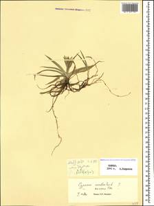Cyperus esculentus L., Caucasus, Georgia (K4) (Georgia)