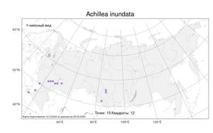 Achillea inundata Kondr., Atlas of the Russian Flora (FLORUS) (Russia)