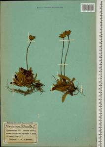 Pilosella officinarum Vaill., Caucasus, Georgia (K4) (Georgia)