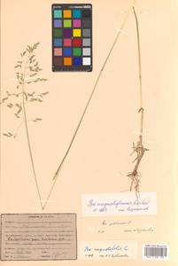 Poa angustifolia L., Siberia, Russian Far East (S6) (Russia)