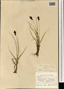 Carex melananthiformis Litv., Mongolia (MONG) (Mongolia)
