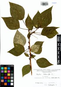 Populus balsamifera, Siberia, Baikal & Transbaikal region (S4) (Russia)