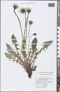 Taraxacum officinale Weber ex F. H. Wigg., Eastern Europe, Middle Volga region (E8) (Russia)