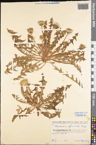 Taraxacum officinale Weber ex F. H. Wigg., Eastern Europe, North Ukrainian region (E11) (Ukraine)