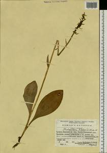 Platanthera bifolia (L.) Rich., Eastern Europe, Eastern region (E10) (Russia)