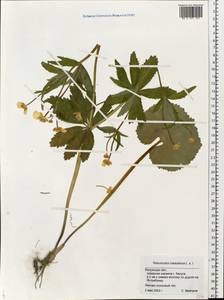 Ranunculus cassubicus L., Eastern Europe, Central region (E4) (Russia)