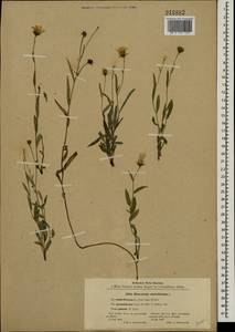 Hieracium umbellatum L., Eastern Europe, North Ukrainian region (E11) (Ukraine)