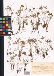 Cyperus flavescens L., Eastern Europe, North Ukrainian region (E11) (Ukraine)