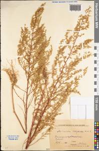 Artemisia scoparia Waldst. & Kit., Eastern Europe, Lower Volga region (E9) (Russia)