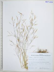 Agrostis clavata Trin., Siberia, Russian Far East (S6) (Russia)