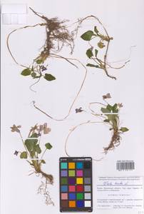 Viola hirta L., Eastern Europe, Moscow region (E4a) (Russia)