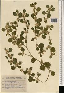 Alternanthera pungens Kunth, South Asia, South Asia (Asia outside ex-Soviet states and Mongolia) (ASIA) (India)