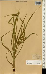 Cyperus esculentus L., Africa (AFR) (Portugal)