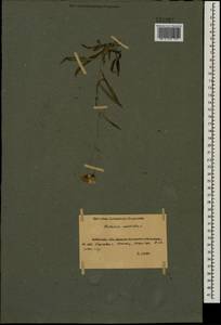 Hieracium umbellatum L., Eastern Europe, South Ukrainian region (E12) (Ukraine)
