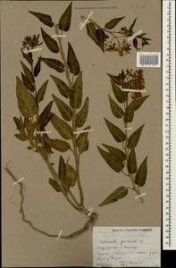 Solanum dulcamara L., Caucasus, Dagestan (K2) (Russia)