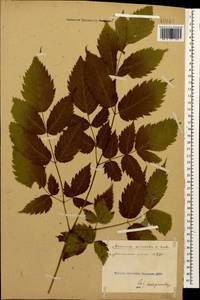 Aruncus dioicus var. kamtschaticus (Maxim.) Hara, Caucasus, Stavropol Krai, Karachay-Cherkessia & Kabardino-Balkaria (K1b) (Russia)