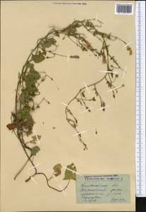 Convolvulus arvensis L., Middle Asia, Northern & Central Kazakhstan (M10) (Kazakhstan)