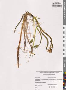 Coptidium pallasii (Schltdl.) Á.Löve & D.Löve, Siberia, Chukotka & Kamchatka (S7) (Russia)