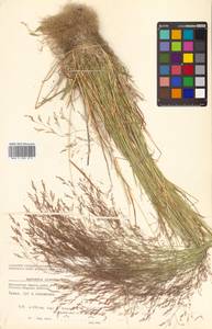 Agrostis clavata Trin., Siberia, Chukotka & Kamchatka (S7) (Russia)