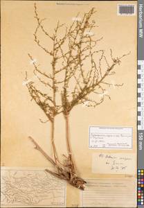 Artemisia scoparia Waldst. & Kit., Middle Asia, Pamir & Pamiro-Alai (M2) (Tajikistan)