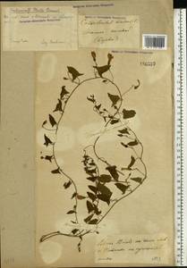 Convolvulus arvensis L., Eastern Europe, Volga-Kama region (E7) (Russia)