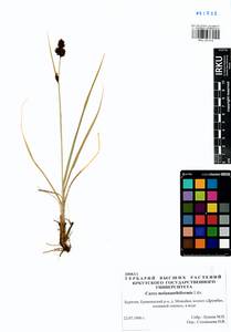 Carex melananthiformis Litv., Siberia, Baikal & Transbaikal region (S4) (Russia)