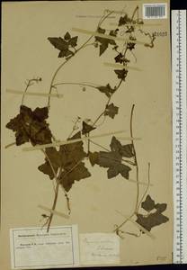 Bryonia alba L., Eastern Europe, Central forest-and-steppe region (E6) (Russia)