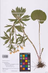 Ranunculus cassubicus L., Eastern Europe, Central region (E4) (Russia)