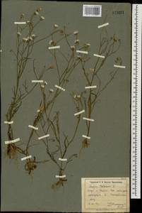 Crepis tectorum L., Eastern Europe, North Ukrainian region (E11) (Ukraine)