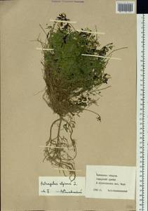 Astragalus alpinus L., Siberia, Baikal & Transbaikal region (S4) (Russia)