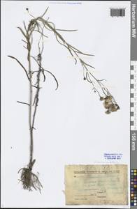 Hieracium umbellatum L., Middle Asia, Northern & Central Kazakhstan (M10) (Kazakhstan)