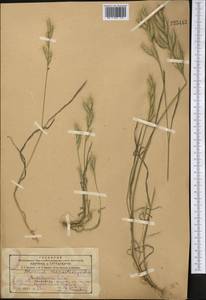 Bromus lanceolatus Roth, Middle Asia, Kopet Dag, Badkhyz, Small & Great Balkhan (M1) (Turkmenistan)