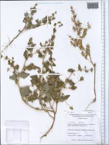 Atriplex sibirica L., Siberia, Baikal & Transbaikal region (S4) (Russia)