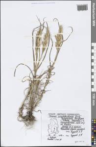 Bromus danthoniae Trin., Eastern Europe, Volga-Kama region (E7) (Russia)