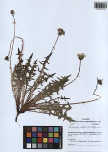 Taraxacum officinale Weber ex F. H. Wigg., Siberia, Altai & Sayany Mountains (S2) (Russia)