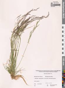 Agrostis clavata Trin., Siberia, Chukotka & Kamchatka (S7) (Russia)