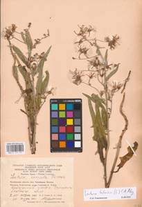 Lactuca tatarica (L.) C. A. Mey., Eastern Europe, Eastern region (E10) (Russia)