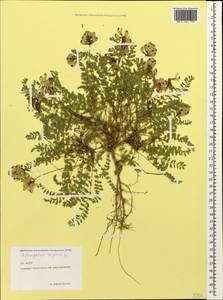 Astragalus alpinus L., Caucasus, North Ossetia, Ingushetia & Chechnya (K1c) (Russia)