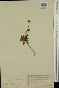 Pilosella officinarum Vaill., Eastern Europe, Moscow region (E4a) (Russia)